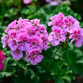 Violet Pink Geranium Seeds - Heirloom Flower Garden Seeds for Growing