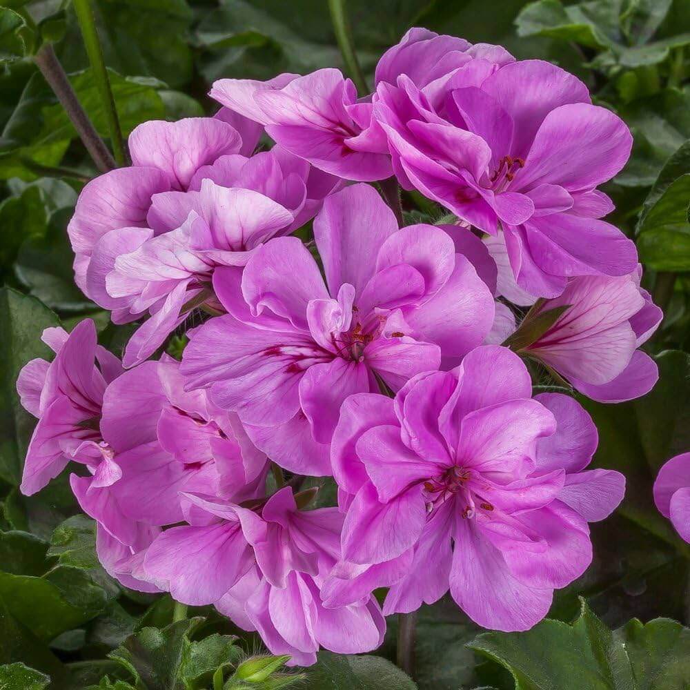 Violet Pink Geranium Seeds - Heirloom Flower Garden Seeds for Growing