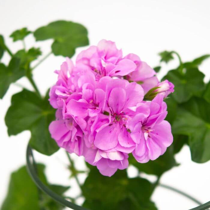 Violet Pink Geranium Seeds - Heirloom Flower Garden Seeds for Growing