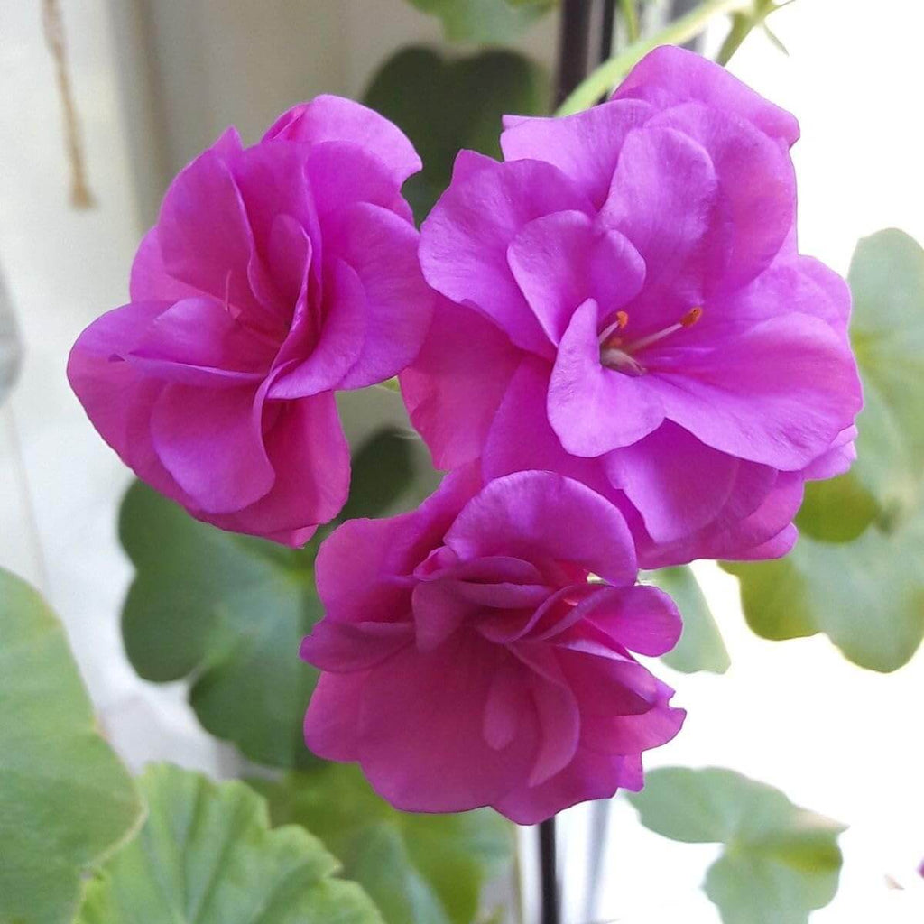 Violet Pink Geranium Seeds - Heirloom Flower Garden Seeds for Growing