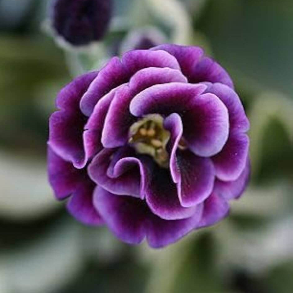 Violet Primrose Seeds -  Heirloom Flower Garden Seeds for Growing