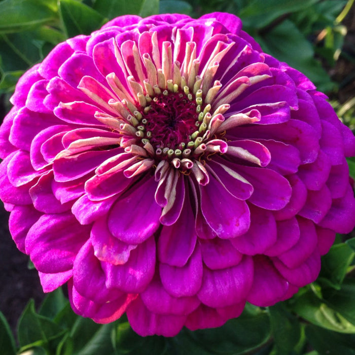 Violet Queen Zinnia Seeds - Heirloom Flower Garden Seeds for Growing
