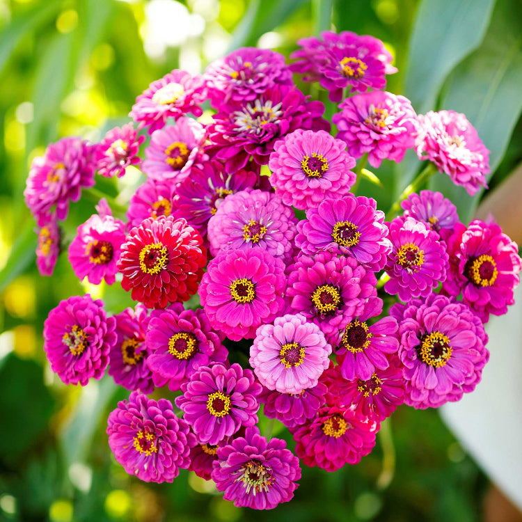 Violet Queen Zinnia Seeds - Heirloom Flower Garden Seeds for Growing