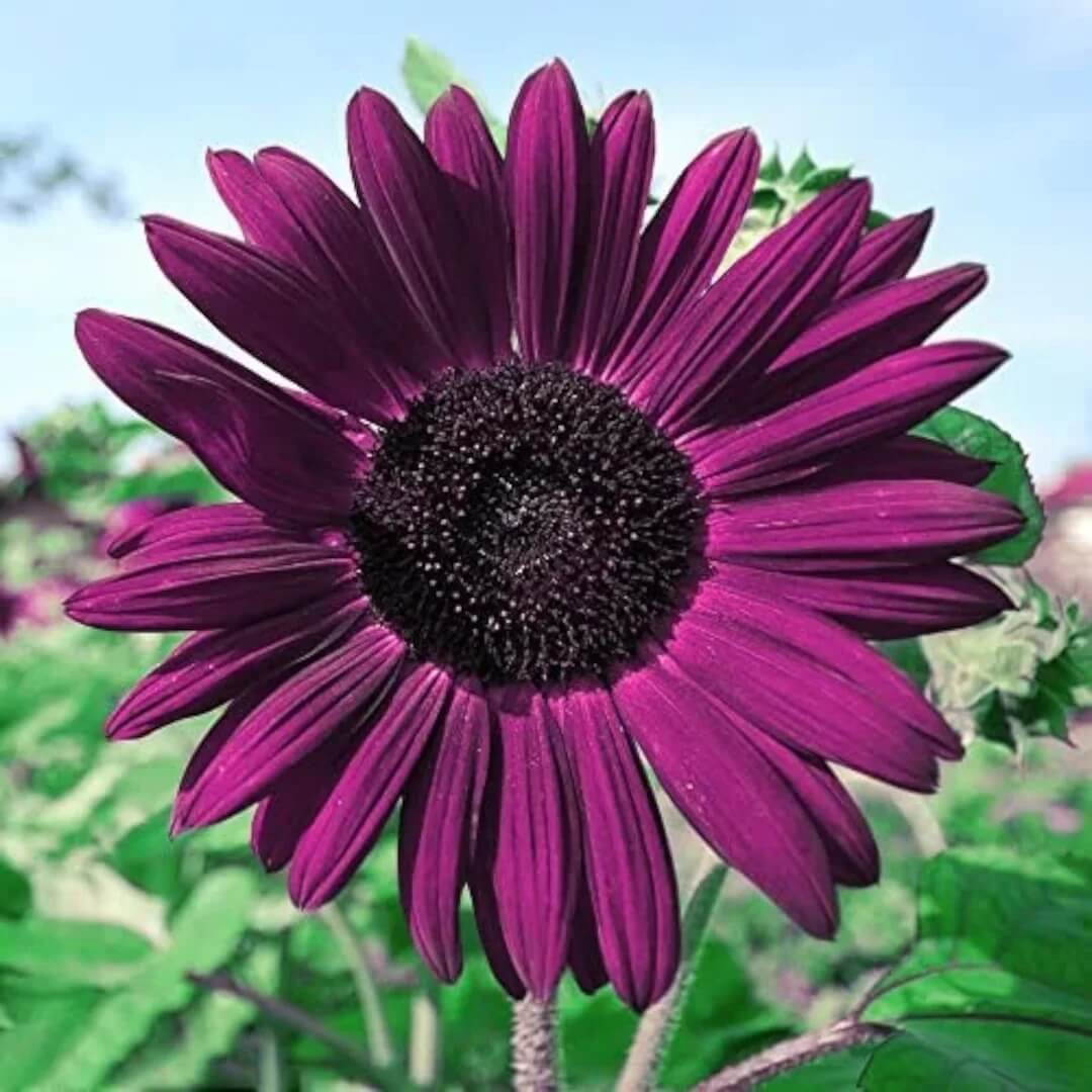 Violet Sunflower Seeds  - Heirloom Flower Garden Seeds for Growing