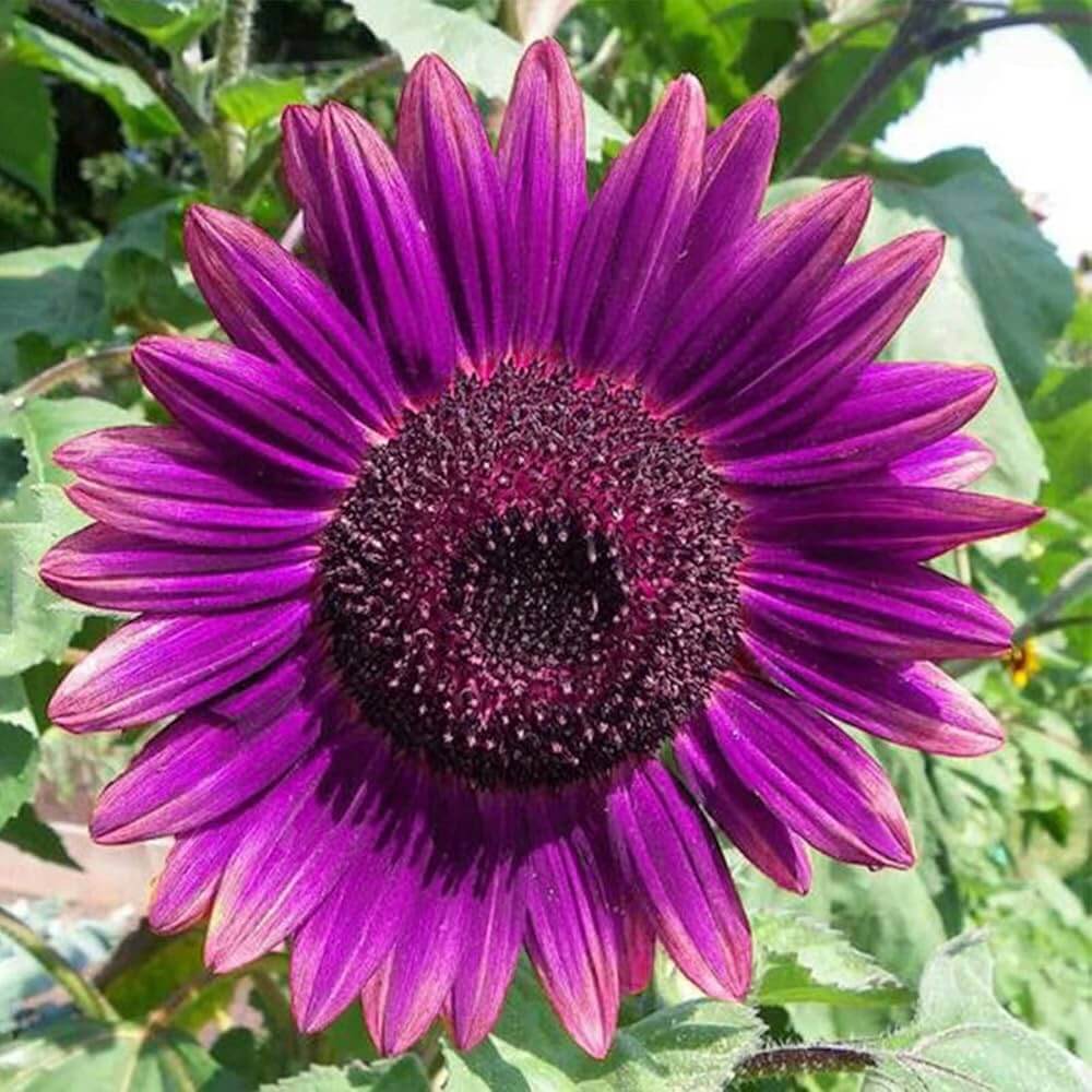 Violet Sunflower Seeds  - Heirloom Flower Garden Seeds for Growing
