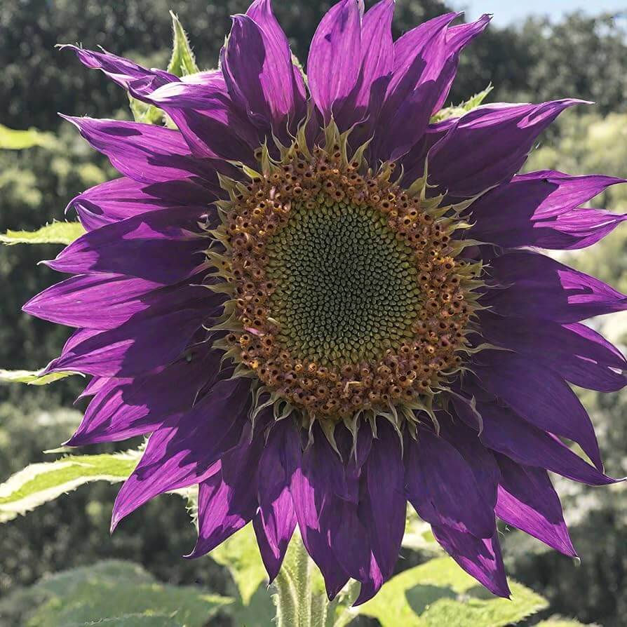Violet Sunflower Seeds  - Heirloom Flower Garden Seeds for Growing