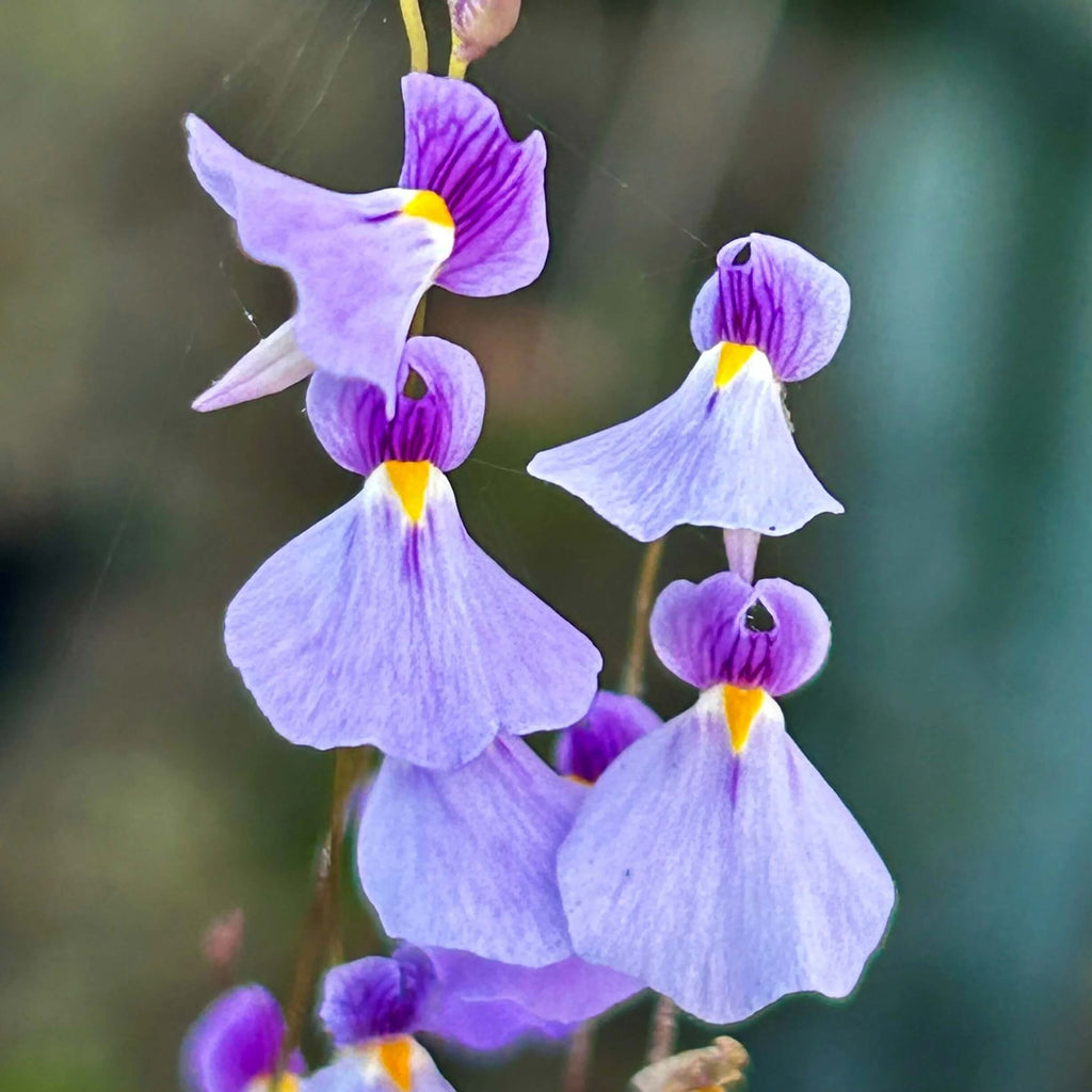 Violet Utricularia Seeds - Heirloom Flower Garden Seeds for Growing