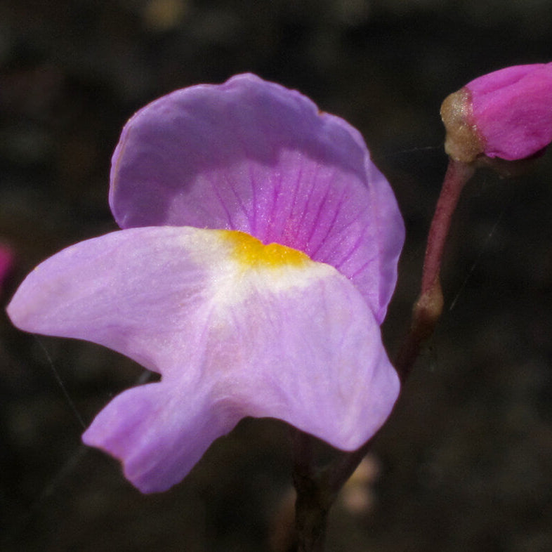 Violet Utricularia Seeds - Heirloom Flower Garden Seeds for Growing