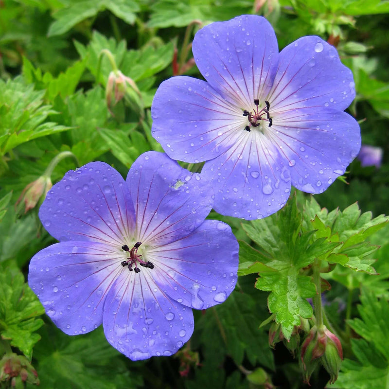 Violet & White Geranium Seeds - Heirloom Flower Garden Seeds for Growing
