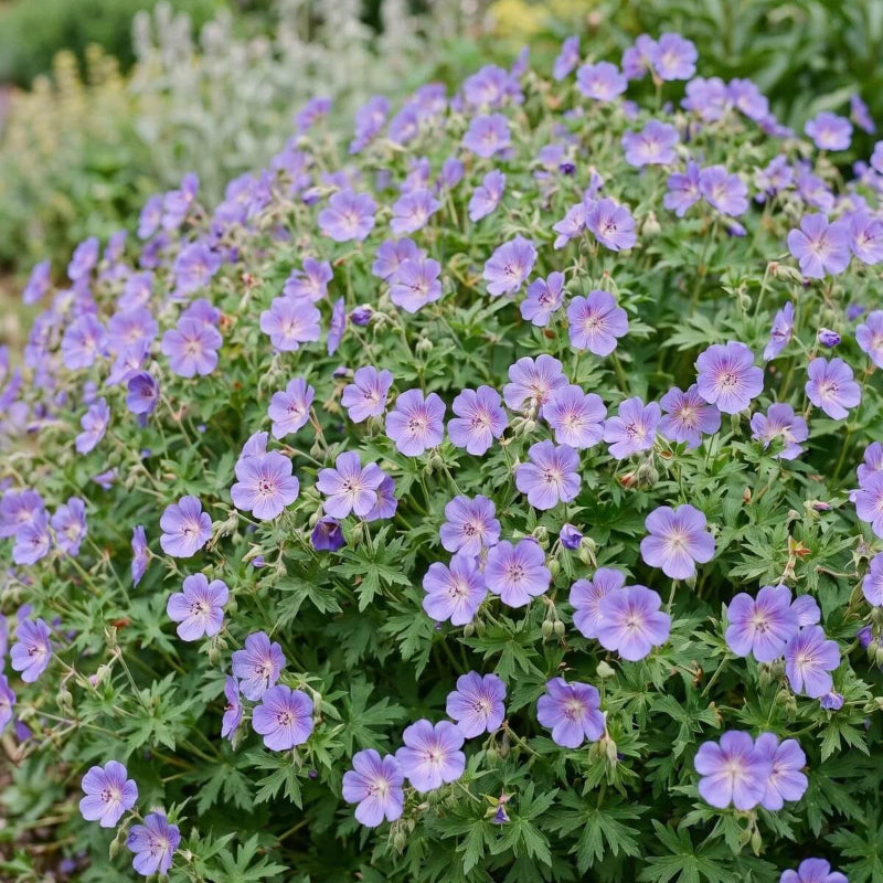 Violet & White Geranium Seeds - Heirloom Flower Garden Seeds for Growing