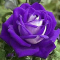 Violet White Rosa spp. Seeds - Heirloom Flower Garden Seeds for Growing