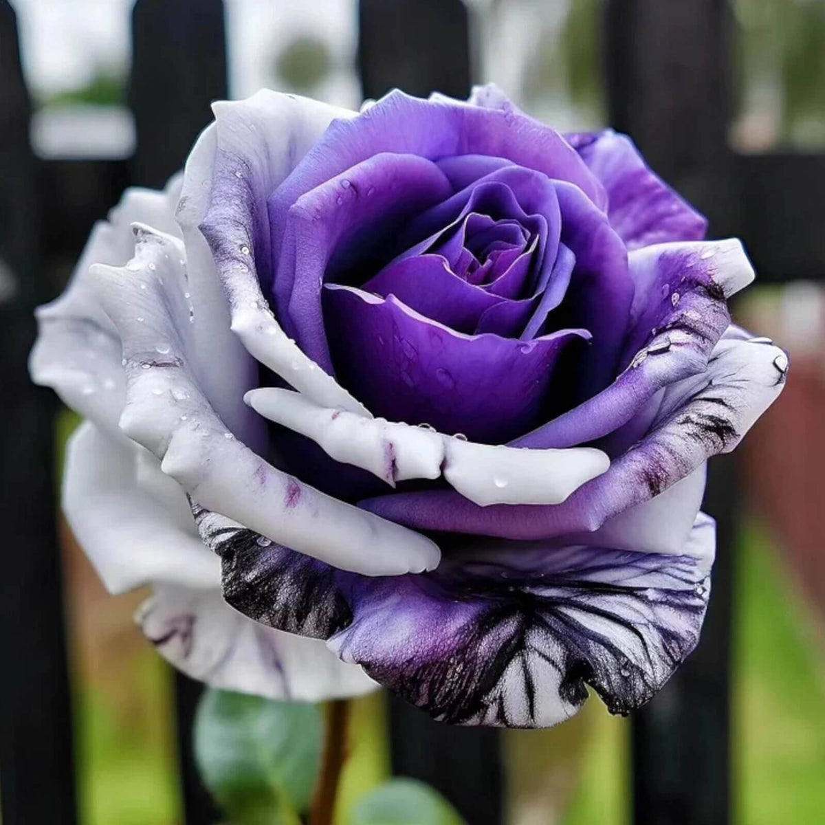 Violet White Rosa spp. Seeds - Heirloom Flower Garden Seeds for Growing