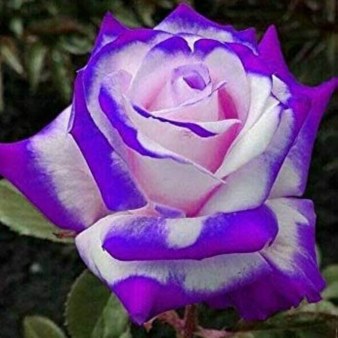 Violet White Rosa spp. Seeds - Heirloom Flower Garden Seeds for Growing