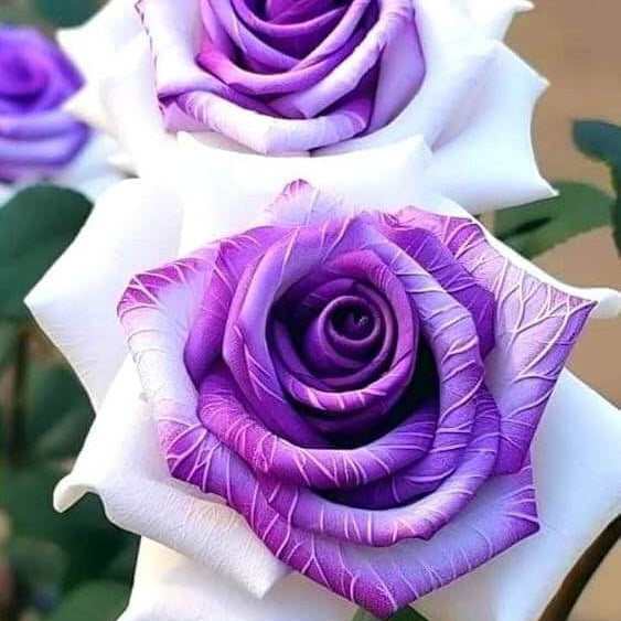 Violet White Rosa spp. Seeds - Heirloom Flower Garden Seeds for Growing
