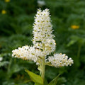 Virginia Bunchflower Seeds - Heirloom Flower Garden Seeds for Growing