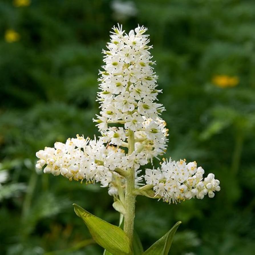 Virginia Bunchflower Seeds - Heirloom Flower Garden Seeds for Growing
