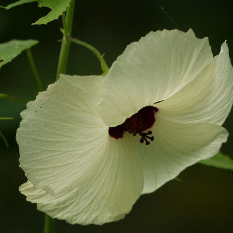 Vitifolius Hibiscus Seeds - Heirloom Flower Garden Seeds for Growing