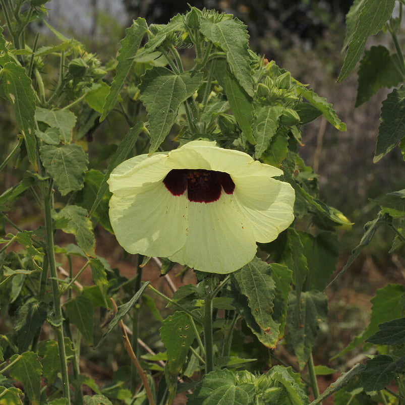 Vitifolius Hibiscus Seeds - Heirloom Flower Garden Seeds for Growing
