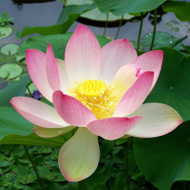 Water Lily Lotus Seeds - Heirloom Flower Garden Seeds for Growing