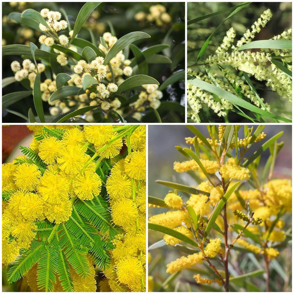 Wattle Seeds - Mixed Garden Seeds for Growing
