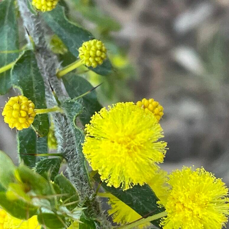 Wattle Seeds - Mixed Garden Seeds for Growing