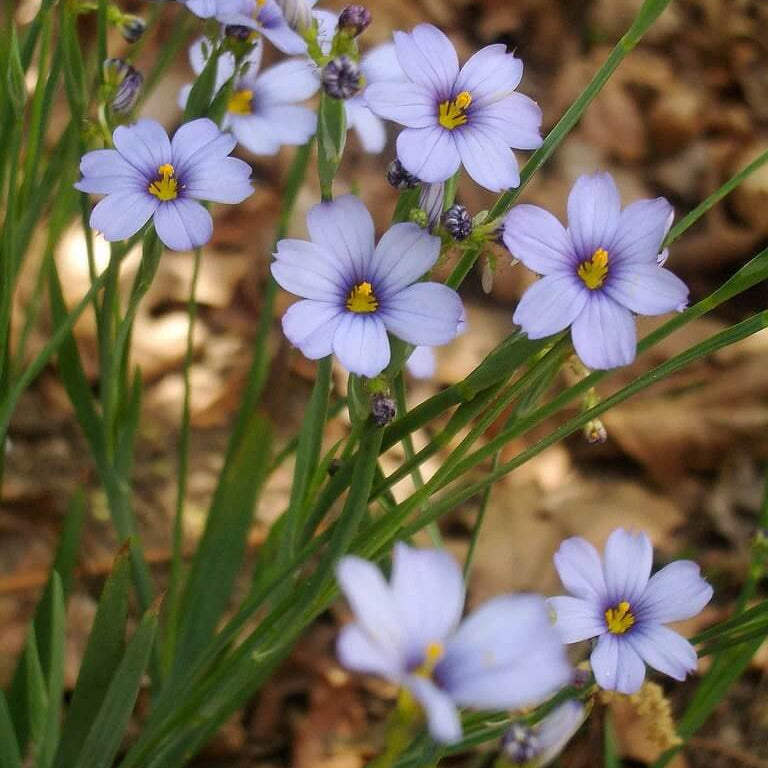 Western Blue Eyed Grass Seeds - Heirloom Flower Garden Seeds for Growing