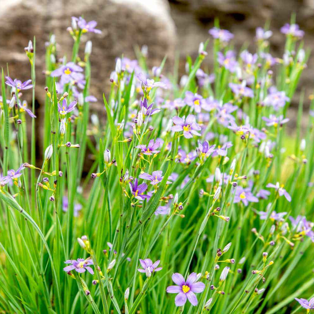 Western Blue Eyed Grass Seeds - Heirloom Flower Garden Seeds for Growing