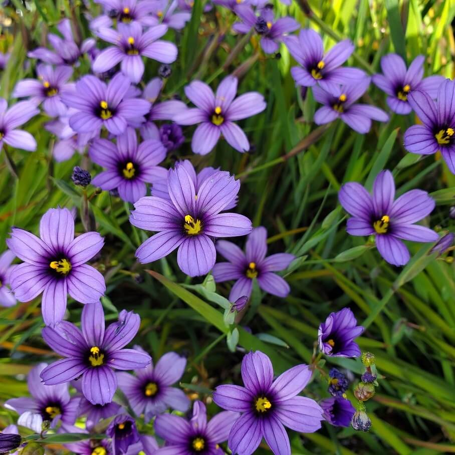 Western Blue Eyed Grass Seeds - Heirloom Flower Garden Seeds for Growing