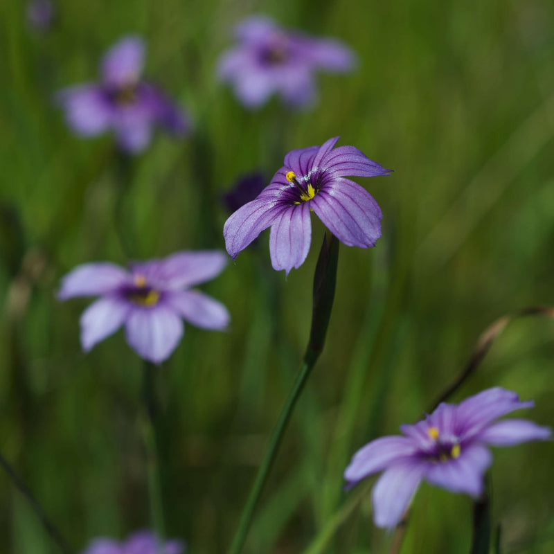Western Blue Eyed Grass Seeds - Heirloom Flower Garden Seeds for Growing