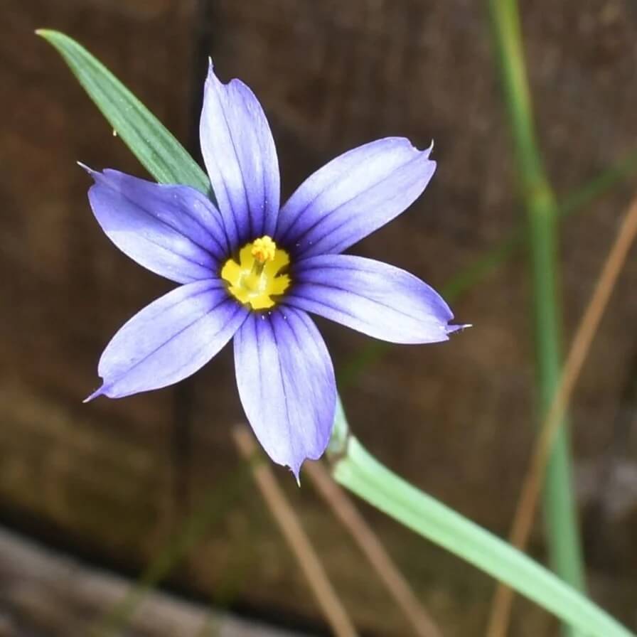 Western Blue Eyed Grass Seeds - Heirloom Flower Garden Seeds for Growing