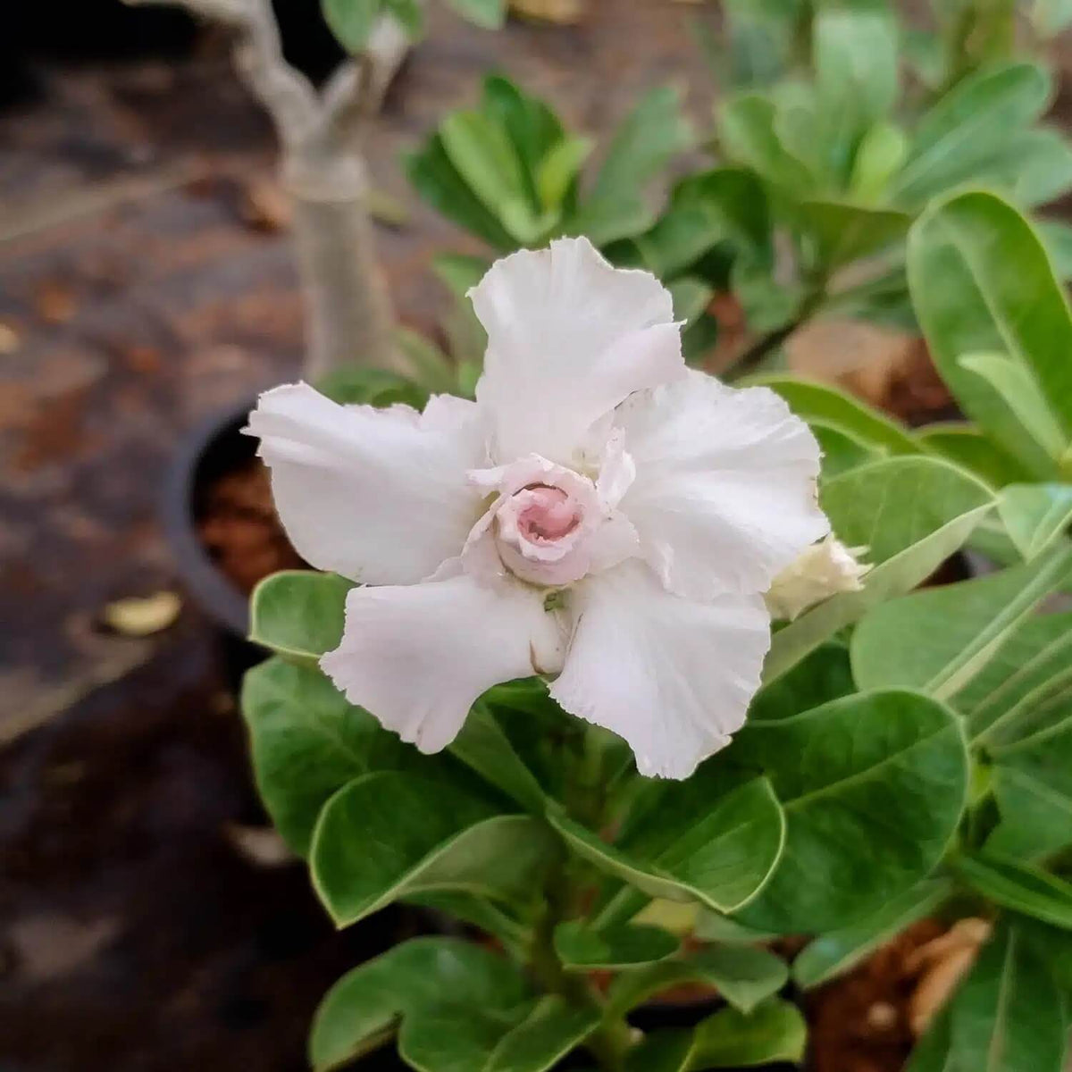 White Adenium Seeds - Heirloom Flower Garden Seeds for Growing