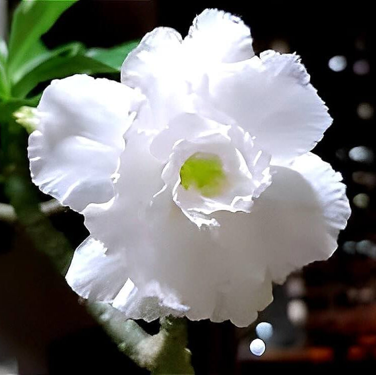 White Adenium Seeds - Heirloom Flower Garden Seeds for Growing