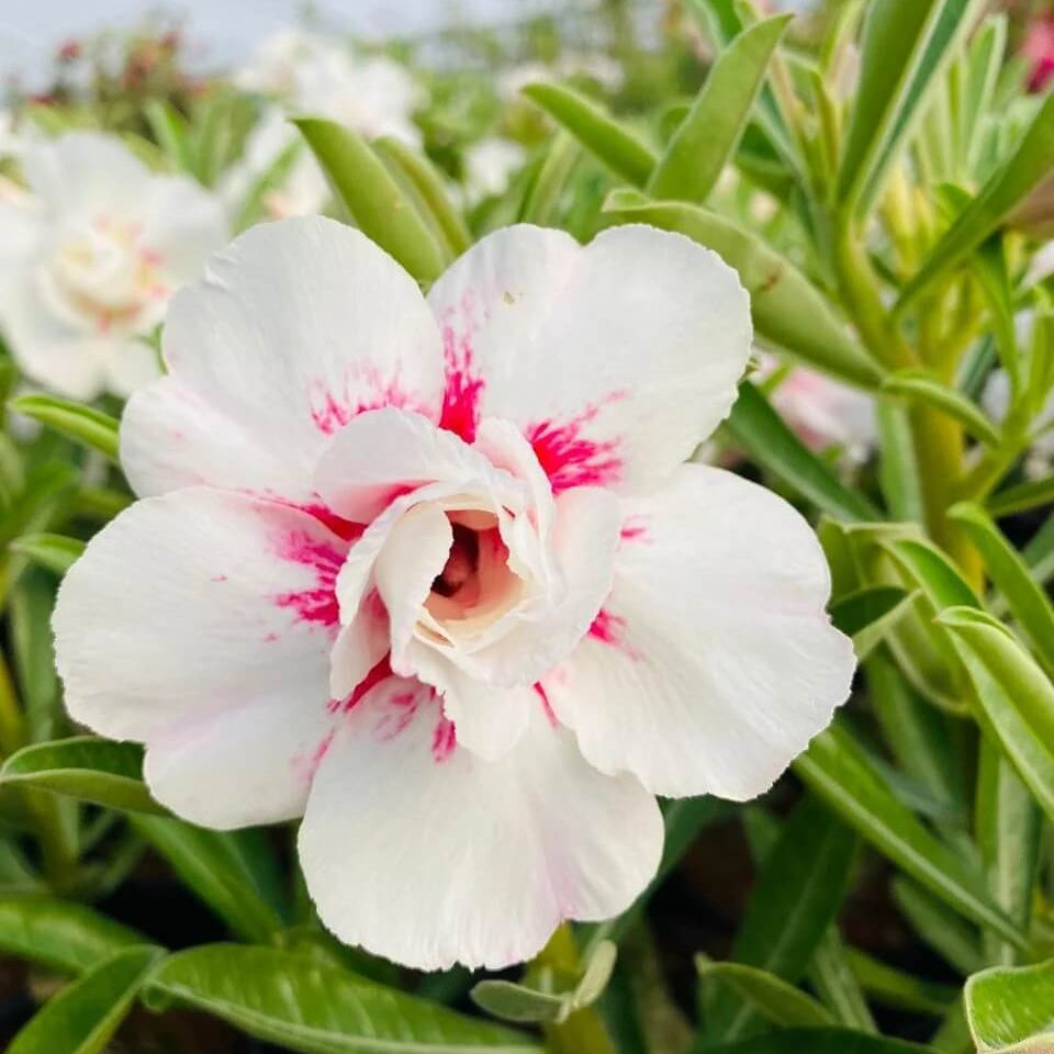 White Adenium Seeds - Heirloom Flower Garden Seeds for Growing
