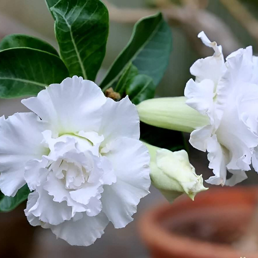 White Adenium Seeds - Heirloom Flower Garden Seeds for Growing