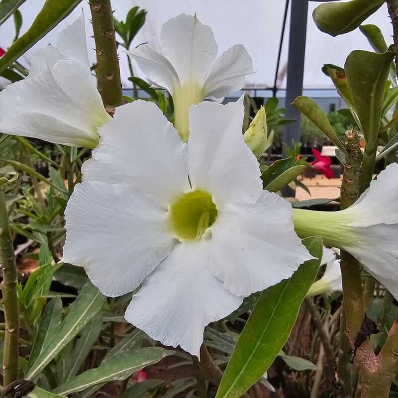 White Adenium Seeds - Heirloom Flower Garden Seeds for Growing