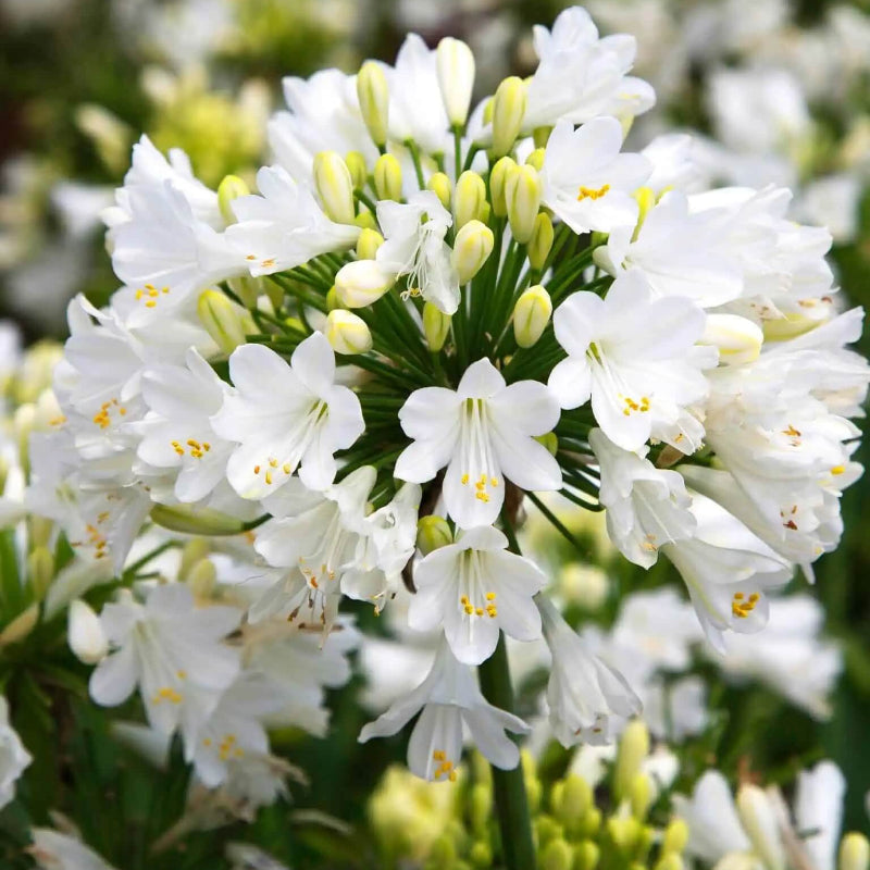 White Agapanthus Seeds - Heirloom Flower Garden Seeds for Growing
