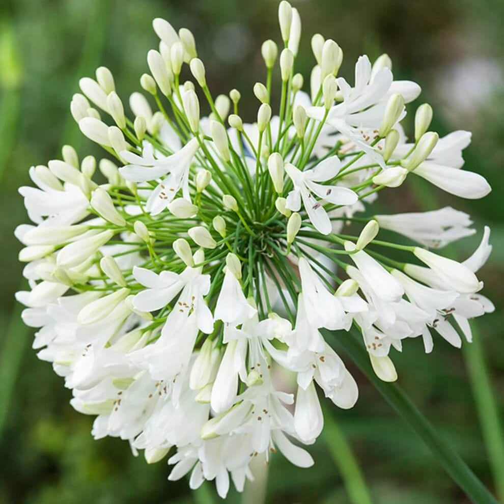 White Agapanthus Seeds - Heirloom Flower Garden Seeds for Growing