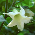 White Angels Trumpet Seeds - Heirloom Flower Garden Seeds for Growing