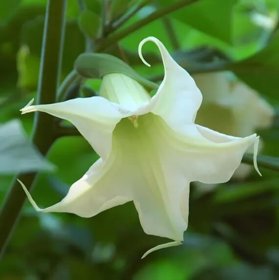 White Angels Trumpet Seeds - Heirloom Flower Garden Seeds for Growing