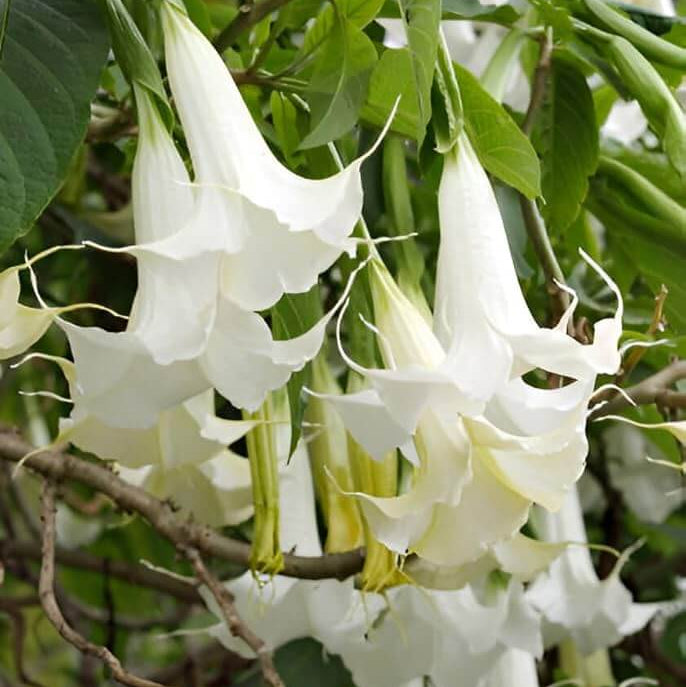 White Angels Trumpet Seeds - Heirloom Flower Garden Seeds for Growing