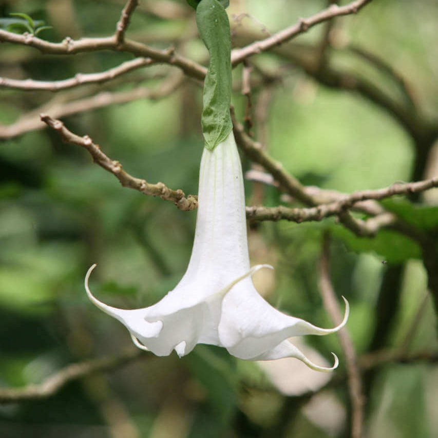 White Angels Trumpet Seeds - Heirloom Flower Garden Seeds for Growing