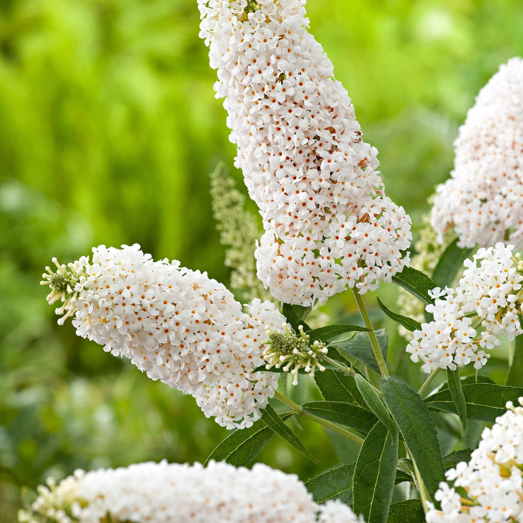 White Buddleia Butterfly Bush Seeds - Heirloom Flower Garden Seeds for Growing