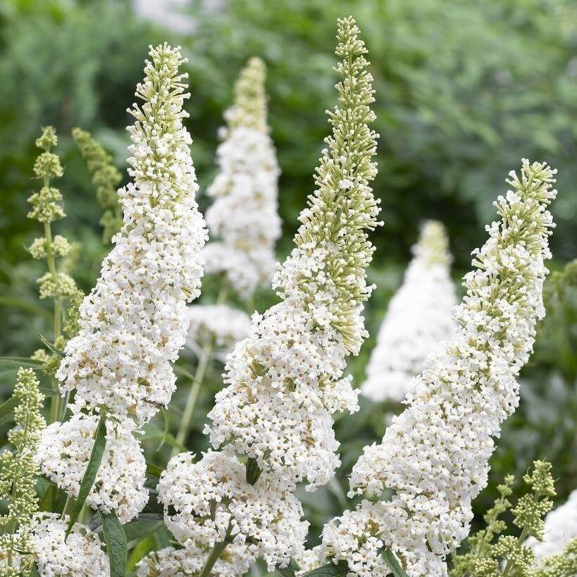 White Buddleia Butterfly Bush Seeds - Heirloom Flower Garden Seeds for Growing
