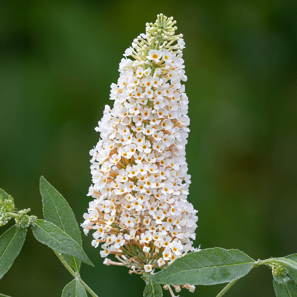 White Buddleia Butterfly Bush Seeds - Heirloom Flower Garden Seeds for Growing