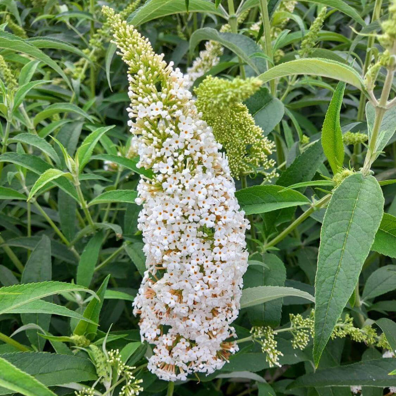 White Buddleia Butterfly Bush Seeds - Heirloom Flower Garden Seeds for Growing