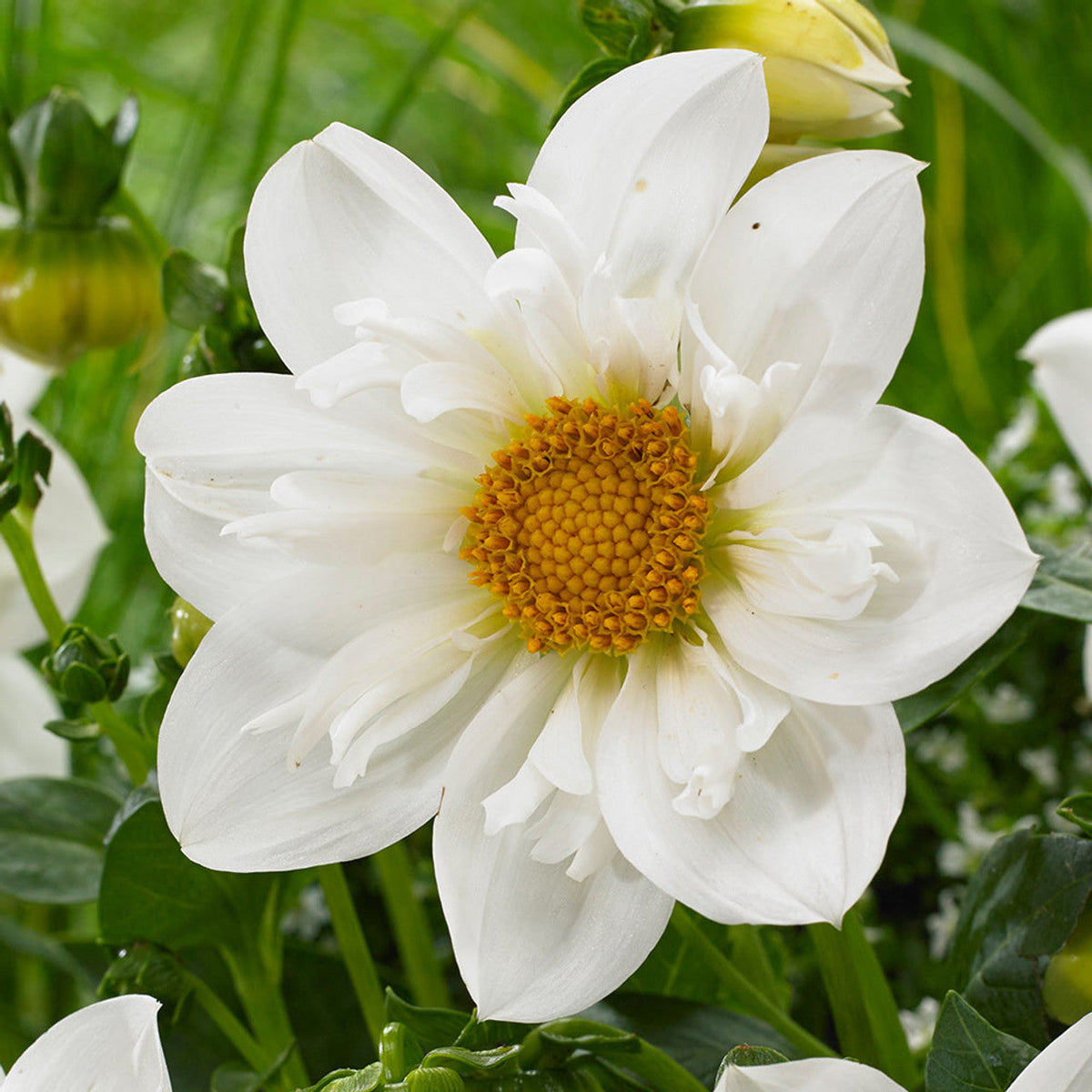White Collarette Dahlia Seeds -  Heirloom Flower Garden Seeds for Growing