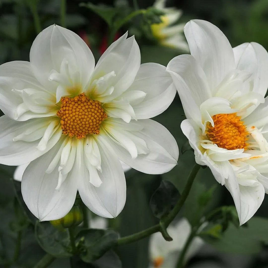 White Collarette Dahlia Seeds -  Heirloom Flower Garden Seeds for Growing