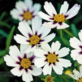 White Coreopsis Seeds -  Heirloom Flower Garden Seeds for Growing