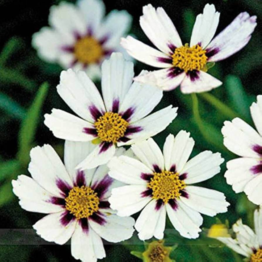 White Coreopsis Seeds -  Heirloom Flower Garden Seeds for Growing