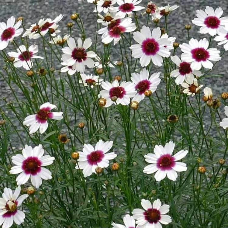 White Coreopsis Seeds -  Heirloom Flower Garden Seeds for Growing